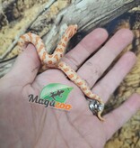 Magazoo Hétérodon de l'ouest Red line Albino Bébé