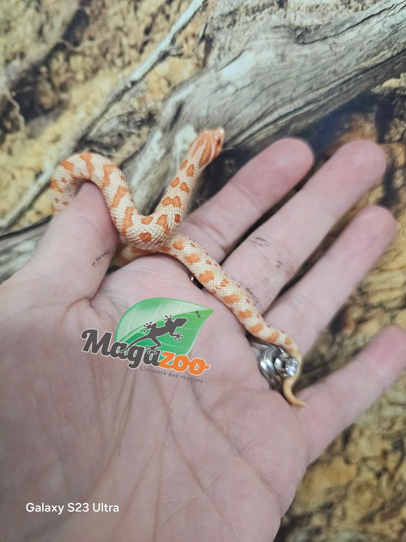 Magazoo Hétérodon de l'ouest Red line Albino Bébé