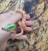 Magazoo Hétérodon de l'ouest Red line Albino Bébé