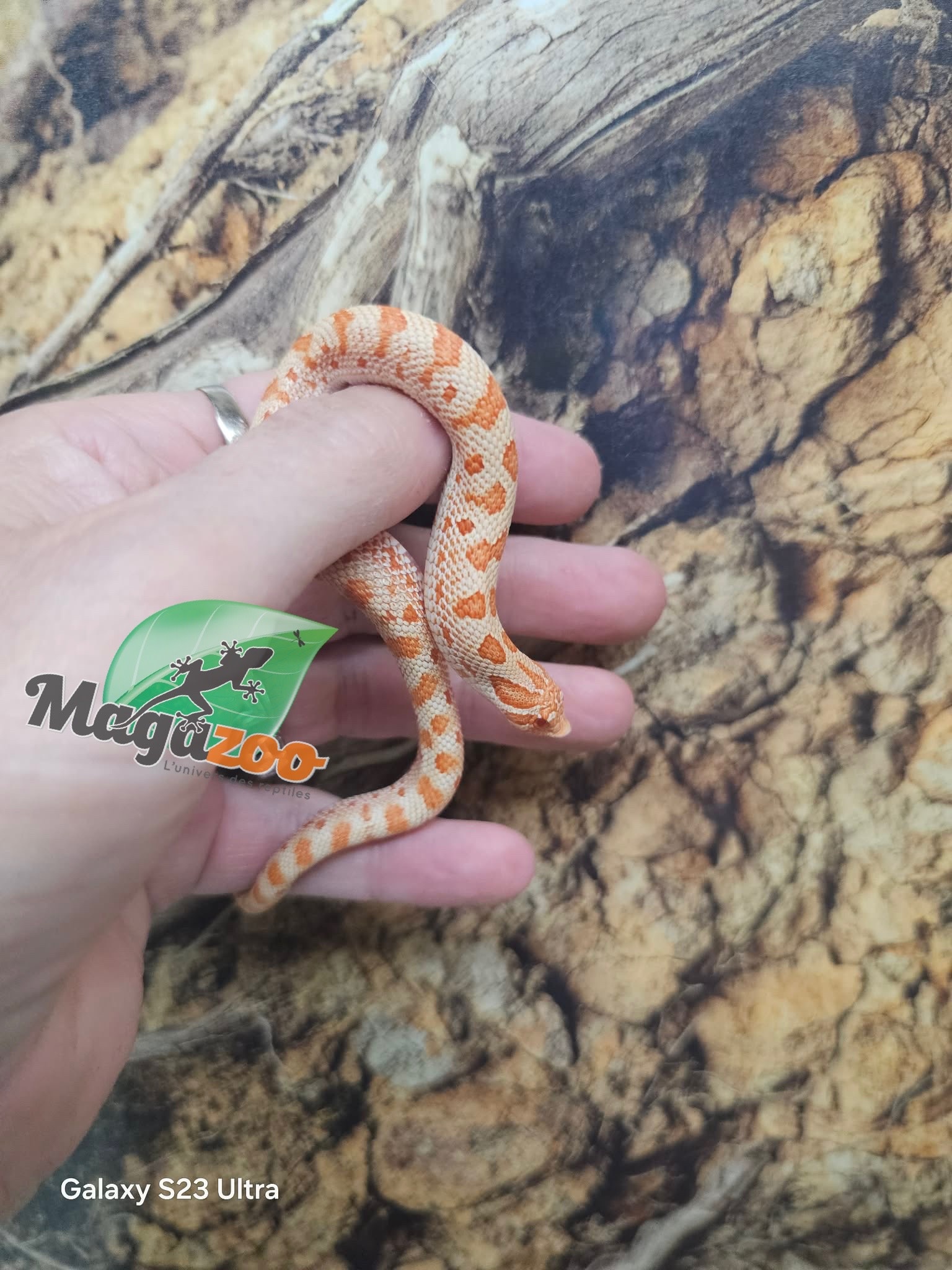 Magazoo Hétérodon de l'ouest Red line Albino Bébé