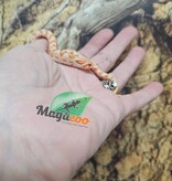 Magazoo Baby Red line Albino Western Hognose
