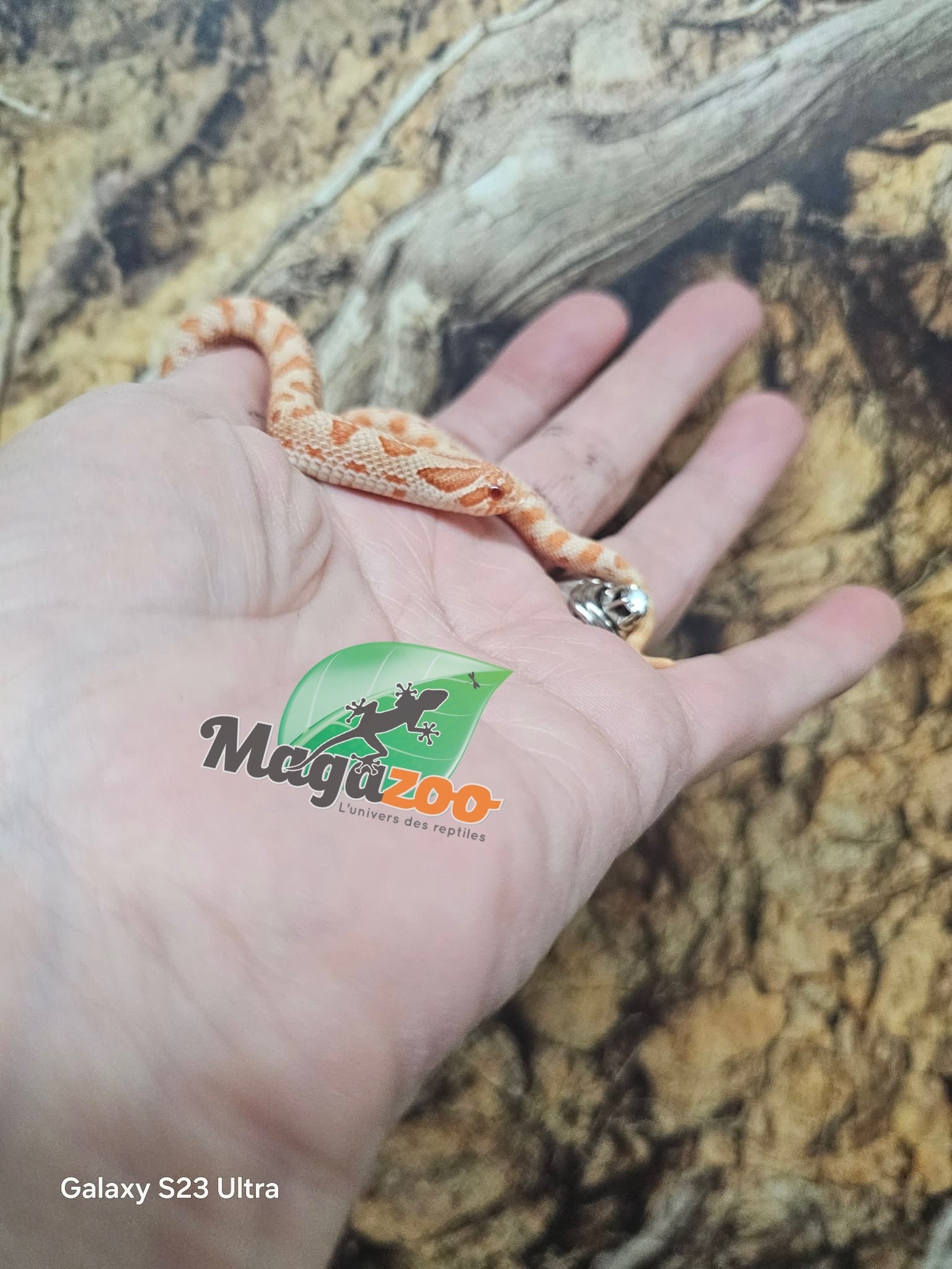 Magazoo Hétérodon de l'ouest Red line Albino Bébé