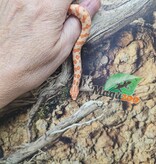 Magazoo Baby Red line Albino Western Hognose