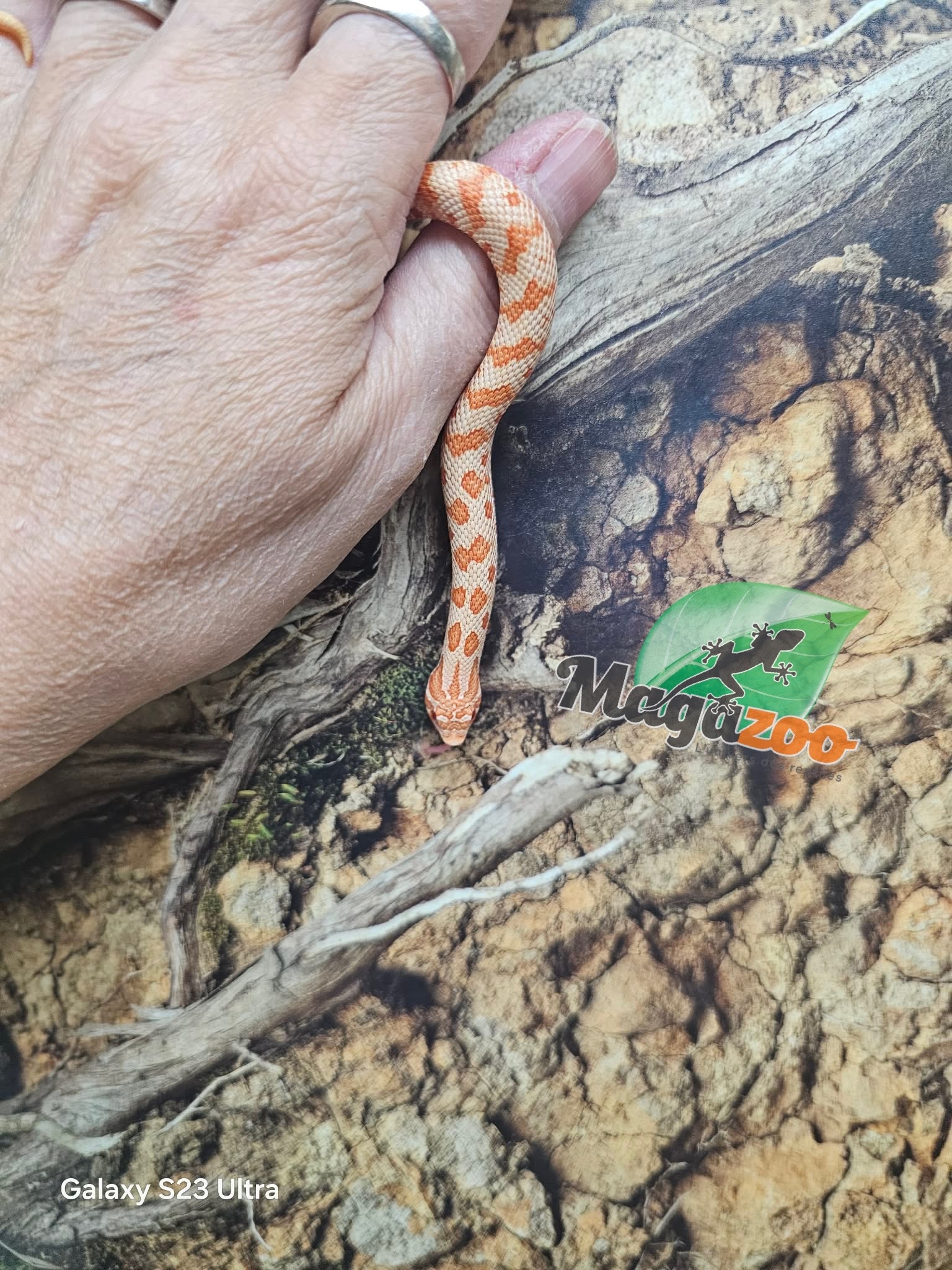 Magazoo Baby Red line Albino Western Hognose