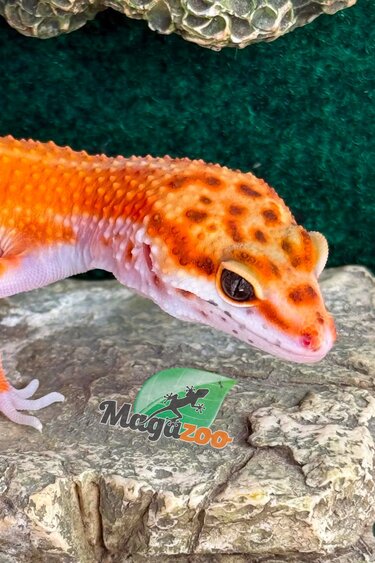 Magazoo Female Tangerine Carrot Tail Leopard gecko 05/04/26