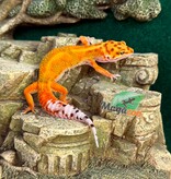 Magazoo Gecko léopard Bandit Emerine Mâle 15/04/26