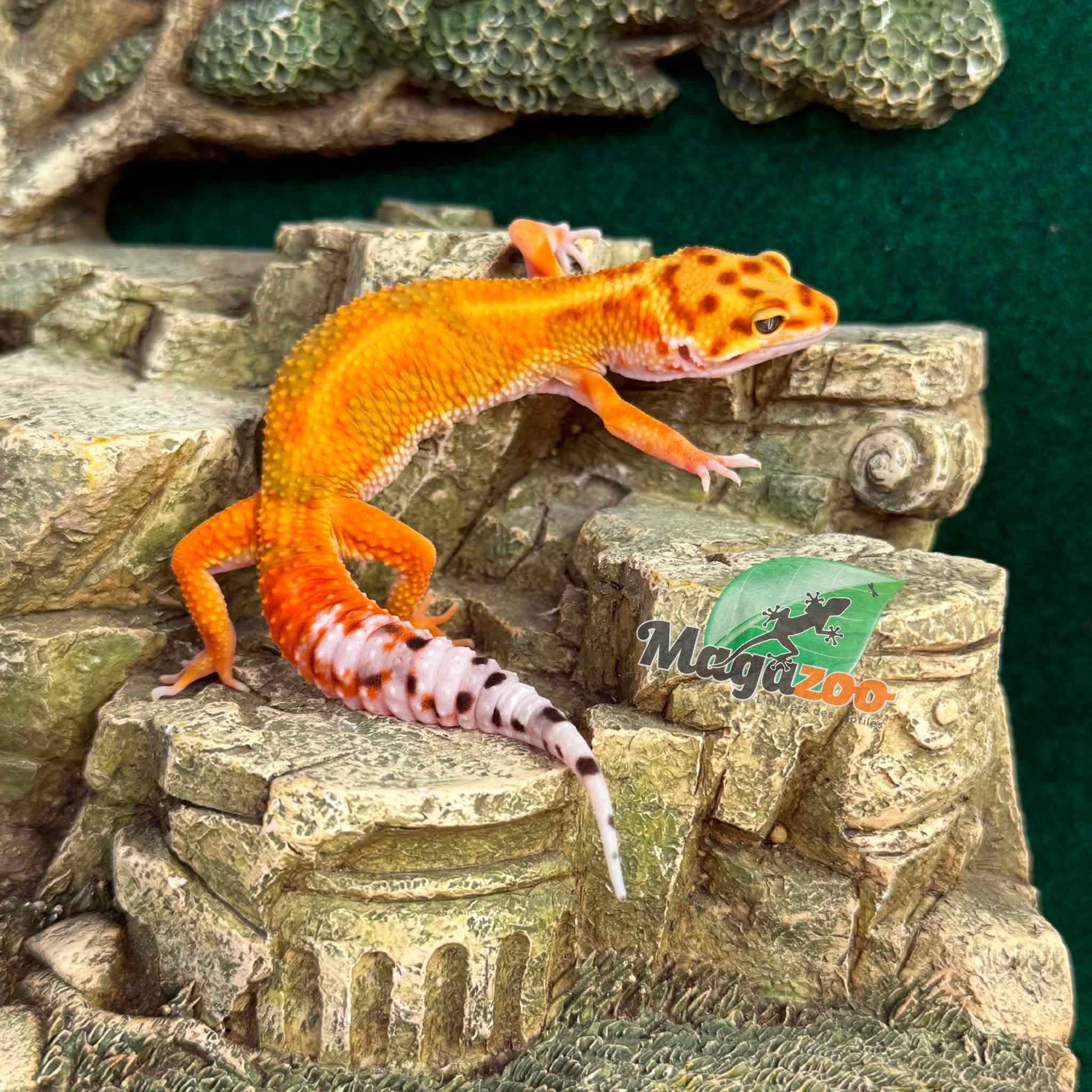Magazoo Male Bandit Emerine Leopard gecko 04/15/26