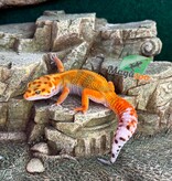 Magazoo Male Bandit Emerine Leopard gecko 04/15/26