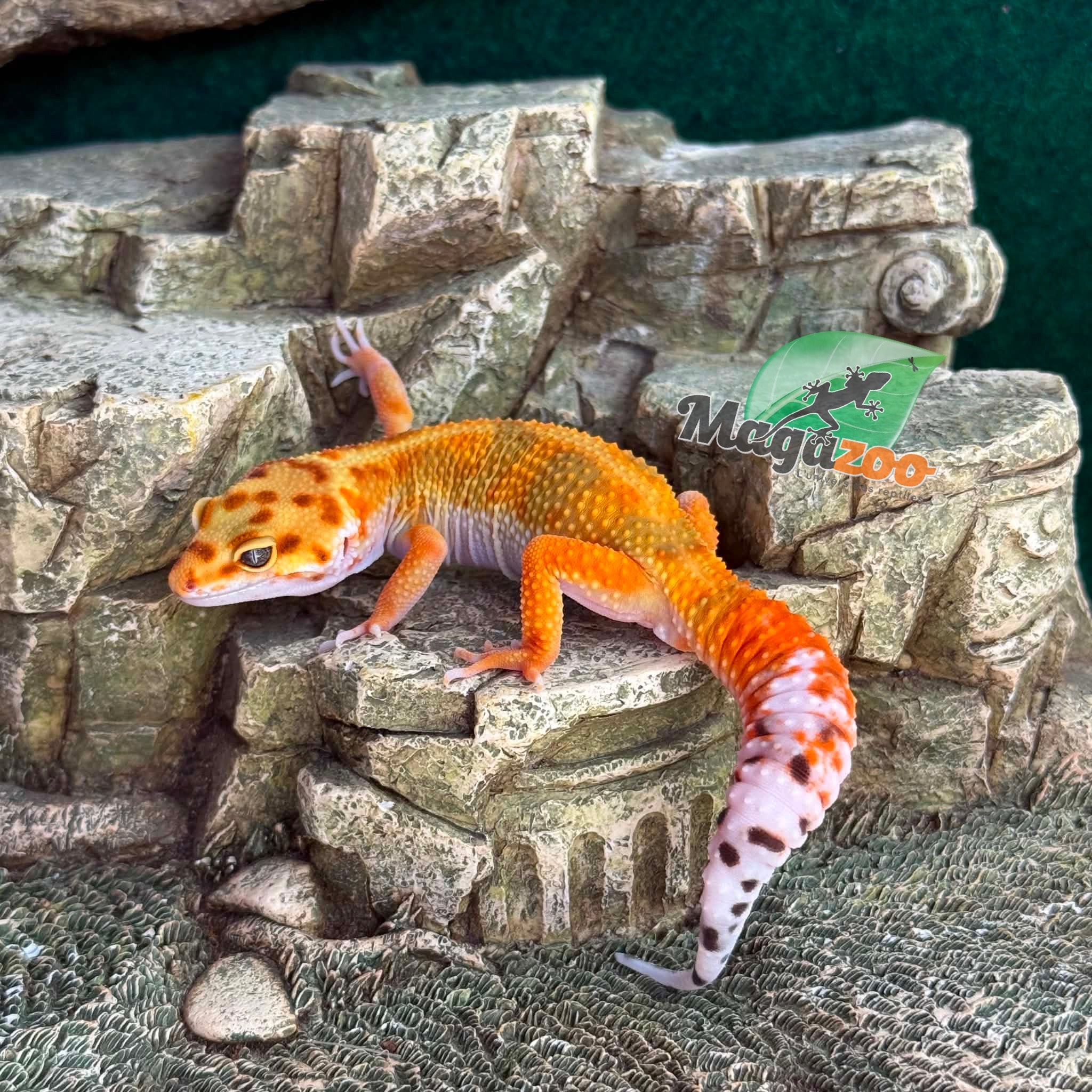 Magazoo Male Bandit Emerine Leopard gecko 04/15/26