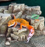 Magazoo Male Bandit Emerine Leopard gecko 04/15/26