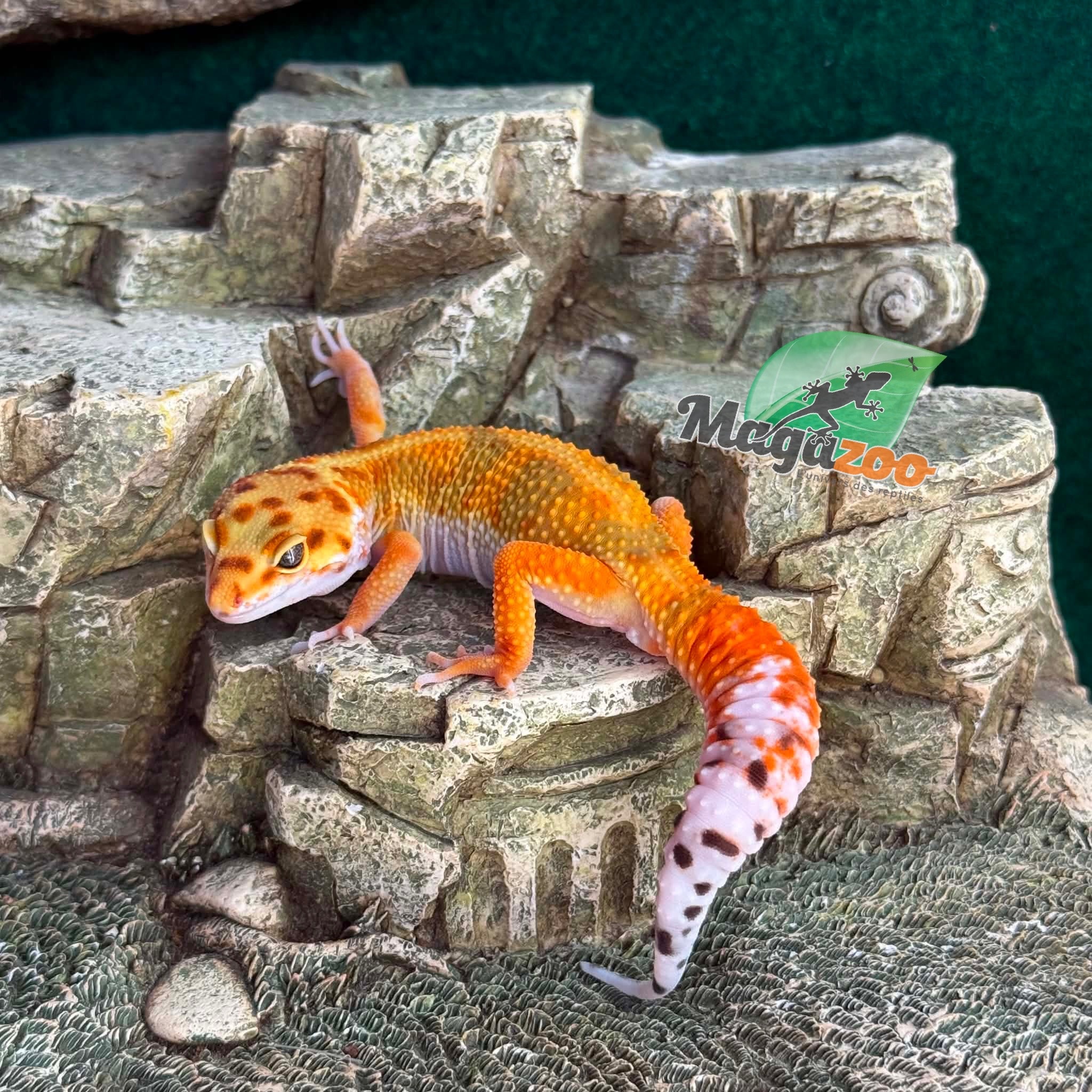 Magazoo Gecko léopard Bandit Emerine Mâle 15/04/26