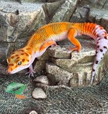 Magazoo Gecko léopard Bandit Emerine Mâle 15/04/26
