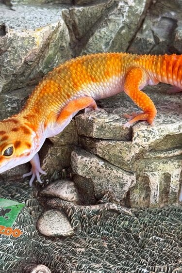 Magazoo Male Bandit Emerine Leopard gecko 04/15/26
