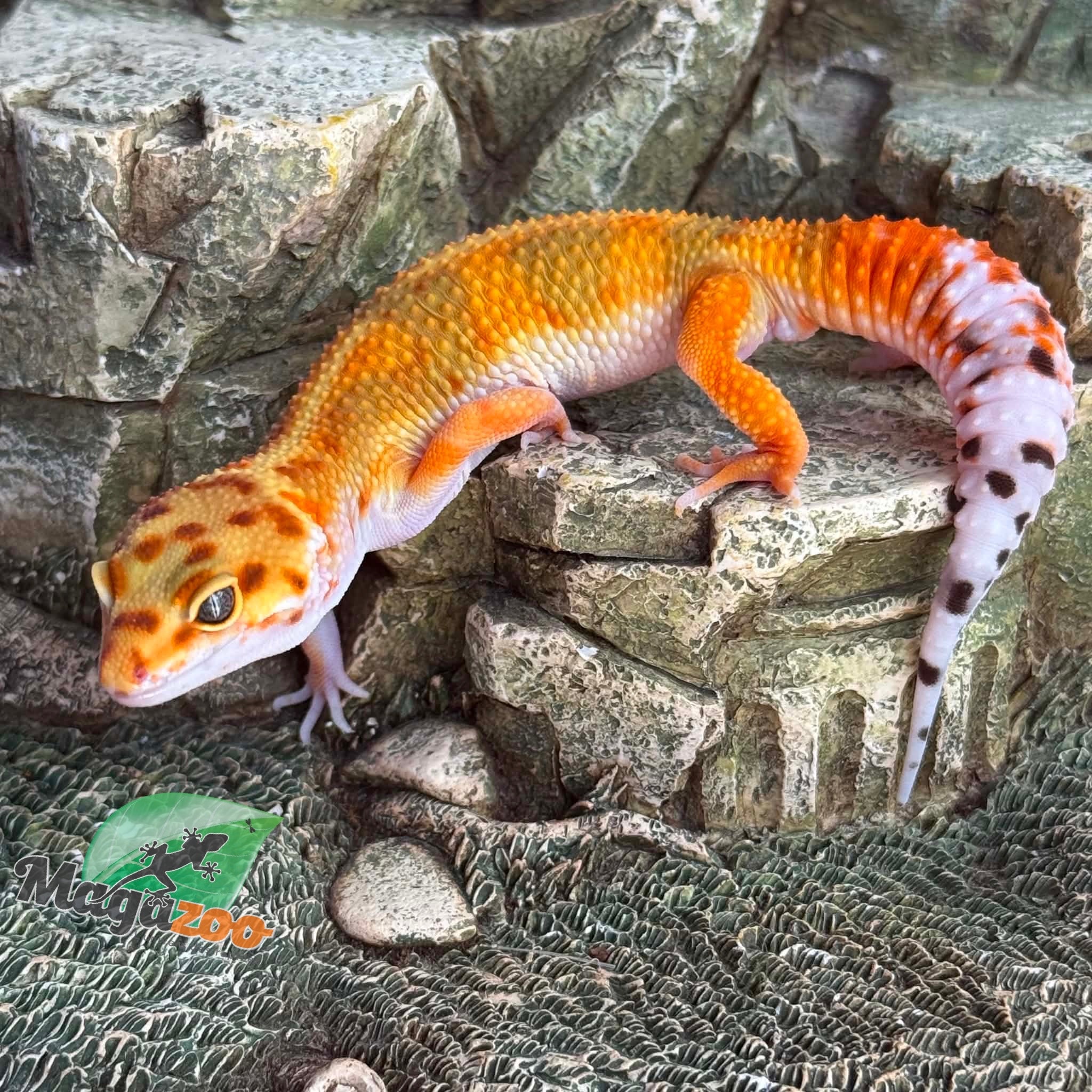 Magazoo Male Bandit Emerine Leopard gecko 04/15/26