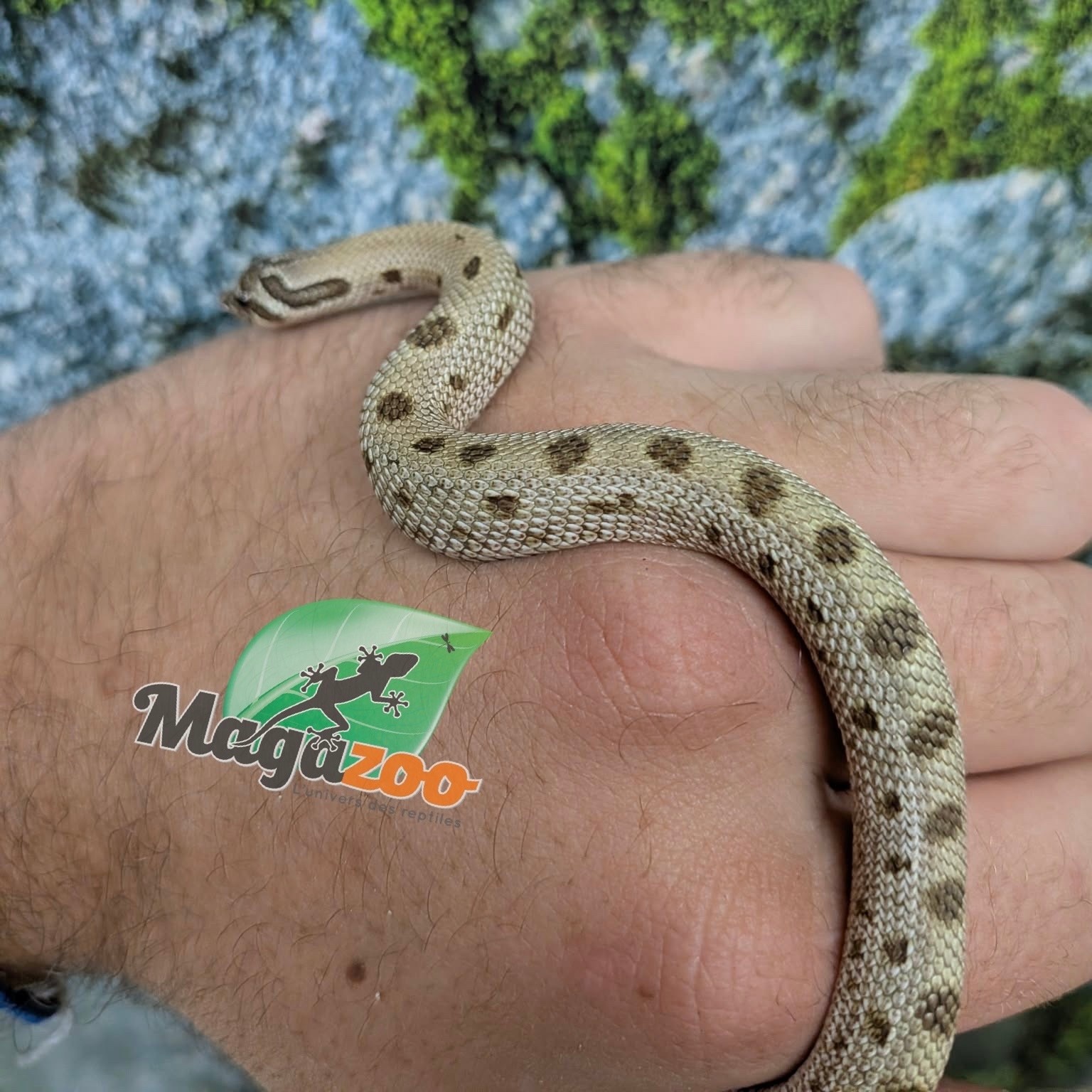 Magazoo Baby Western Hognose Conda Arctic Het. Sable