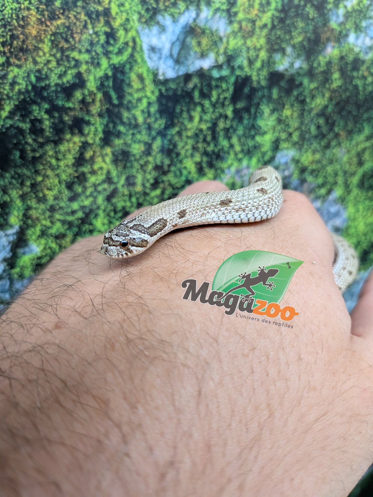 Magazoo Baby Western Hognose Conda Arctic Het. Sable