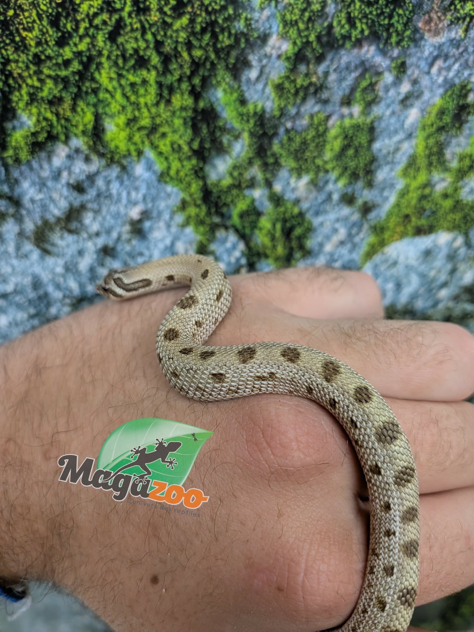 Magazoo Hétérodon de l'ouest Conda Arctic het. Sable Bébé