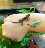 Magazoo Gecko Sphaerodactylus rosaurae 'High Red' Femelle