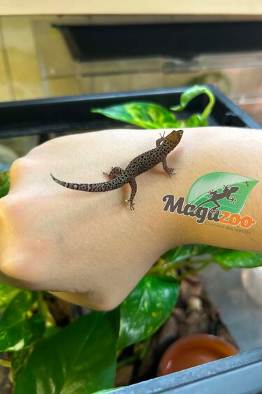 Magazoo Gecko Sphaerodactylus rosaurae 'High Red' Femelle