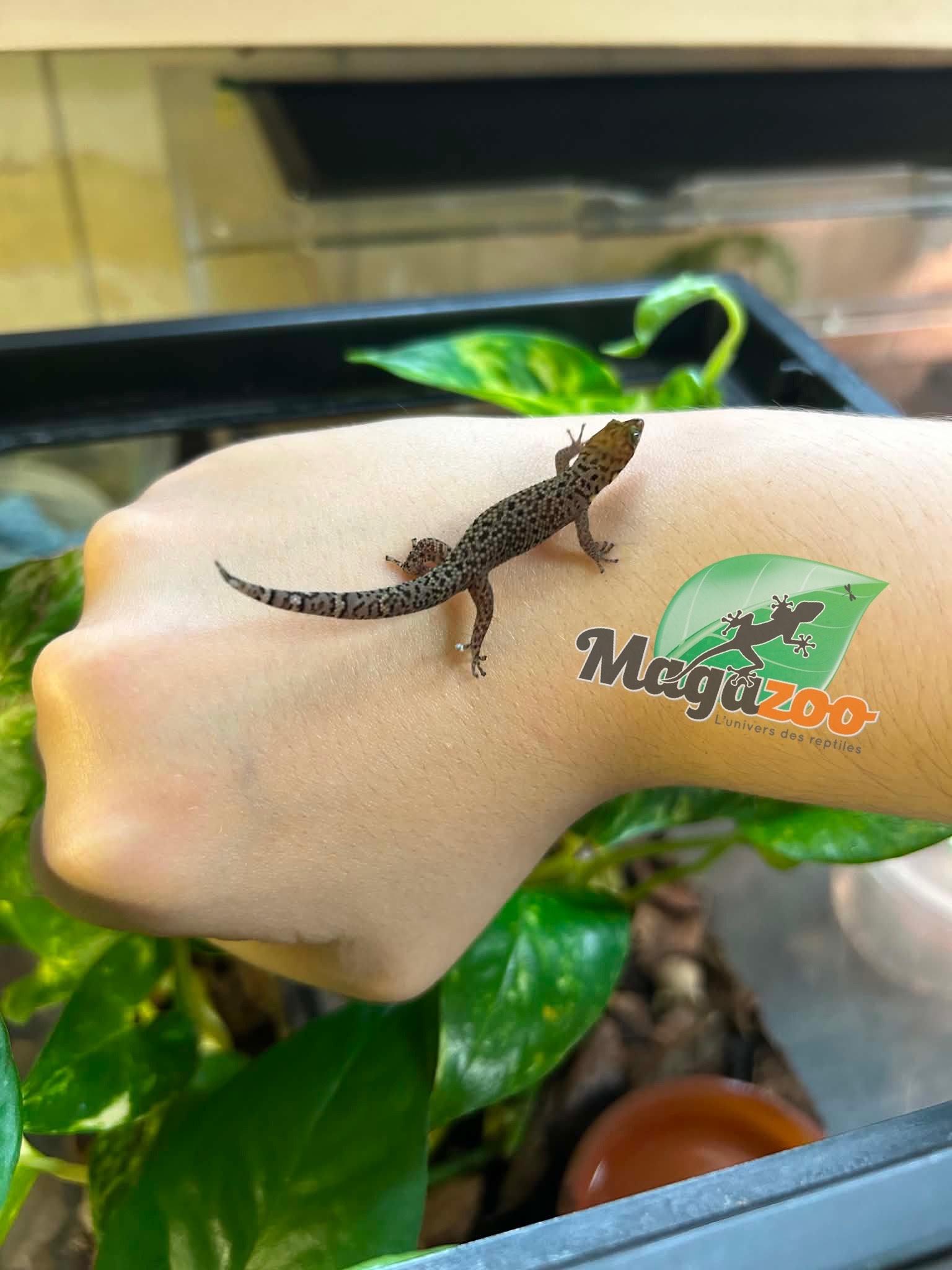 Magazoo Gecko Sphaerodactylus rosaurae 'High Red' Femelle