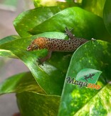 Magazoo Gecko Sphaerodactylus rosaurae 'High Red' Femelle