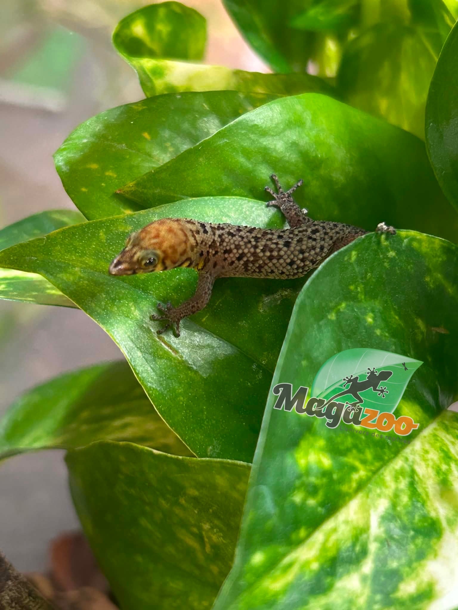 Magazoo Gecko Sphaerodactylus rosaurae 'High Red' Femelle