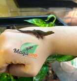Magazoo Gecko Sphaerodactylus rosaurae 'High Red' Femelle