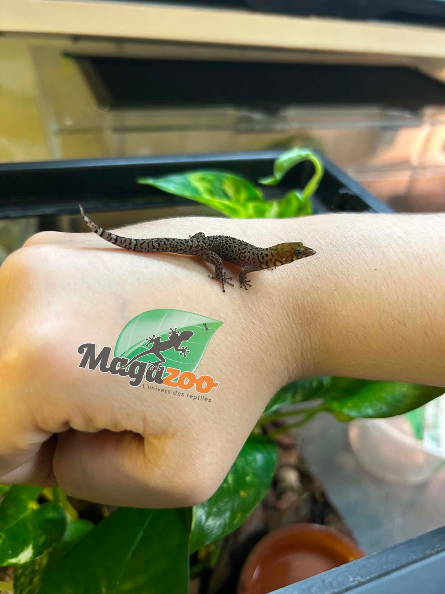 Magazoo Female 'High Red' Ocellated gecko