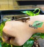Magazoo Gecko Sphaerodactylus rosaurae 'High Red' Femelle