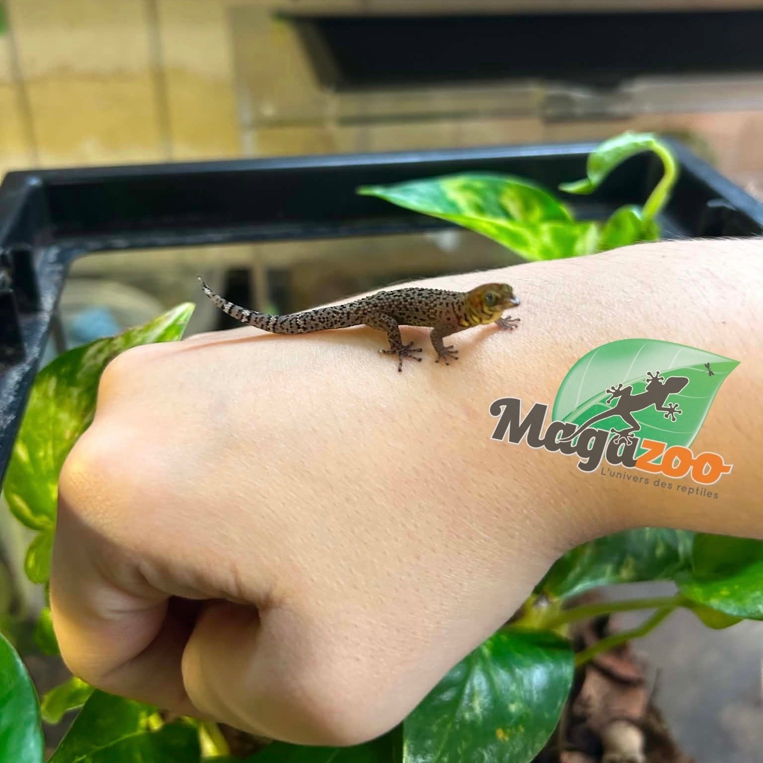 Magazoo Gecko Sphaerodactylus rosaurae 'High Red' Femelle