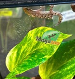 Magazoo Gecko nain / Mourning gecko (queue repoussée)