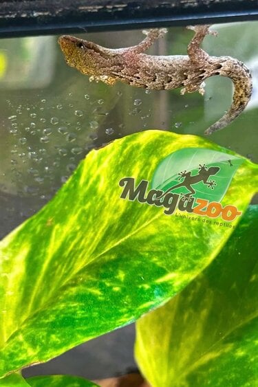 Magazoo Mourning gecko (Tail regrown)