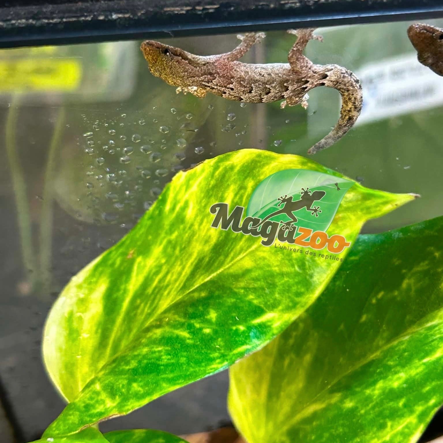 Magazoo Gecko nain / Mourning gecko (queue repoussée)