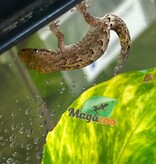Magazoo Gecko nain / Mourning gecko (queue repoussée)