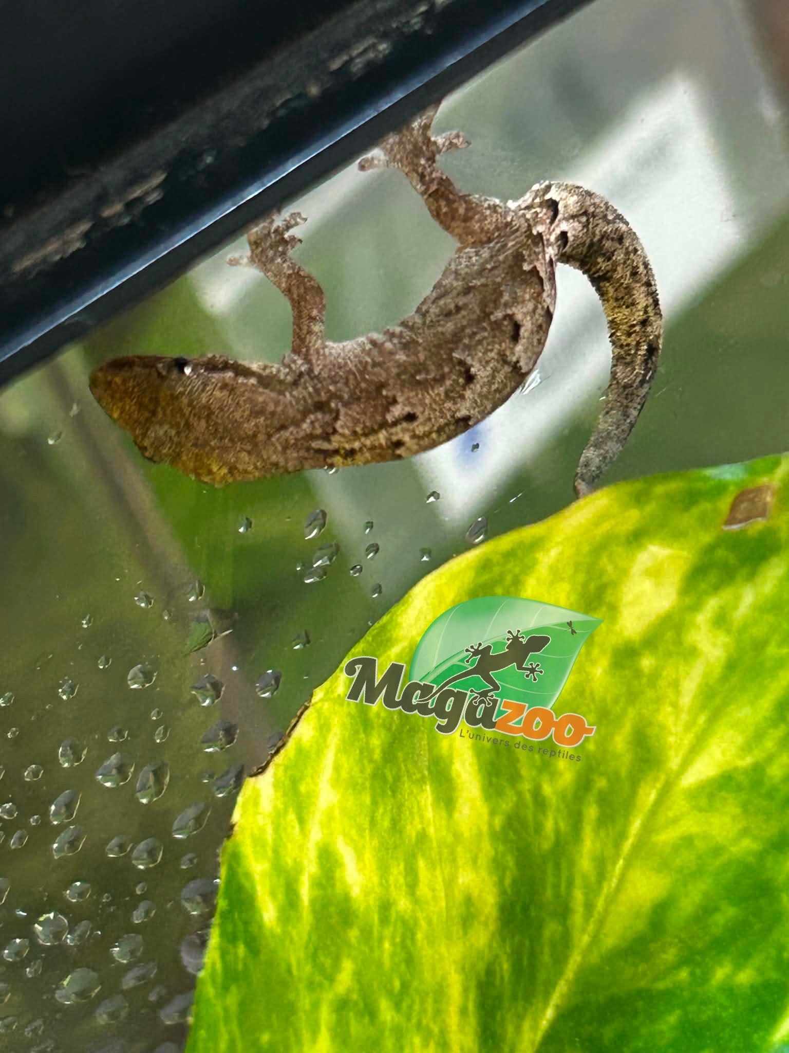 Magazoo Mourning gecko (Tail regrown)