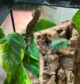 Magazoo Mourning gecko (Tail regrown)