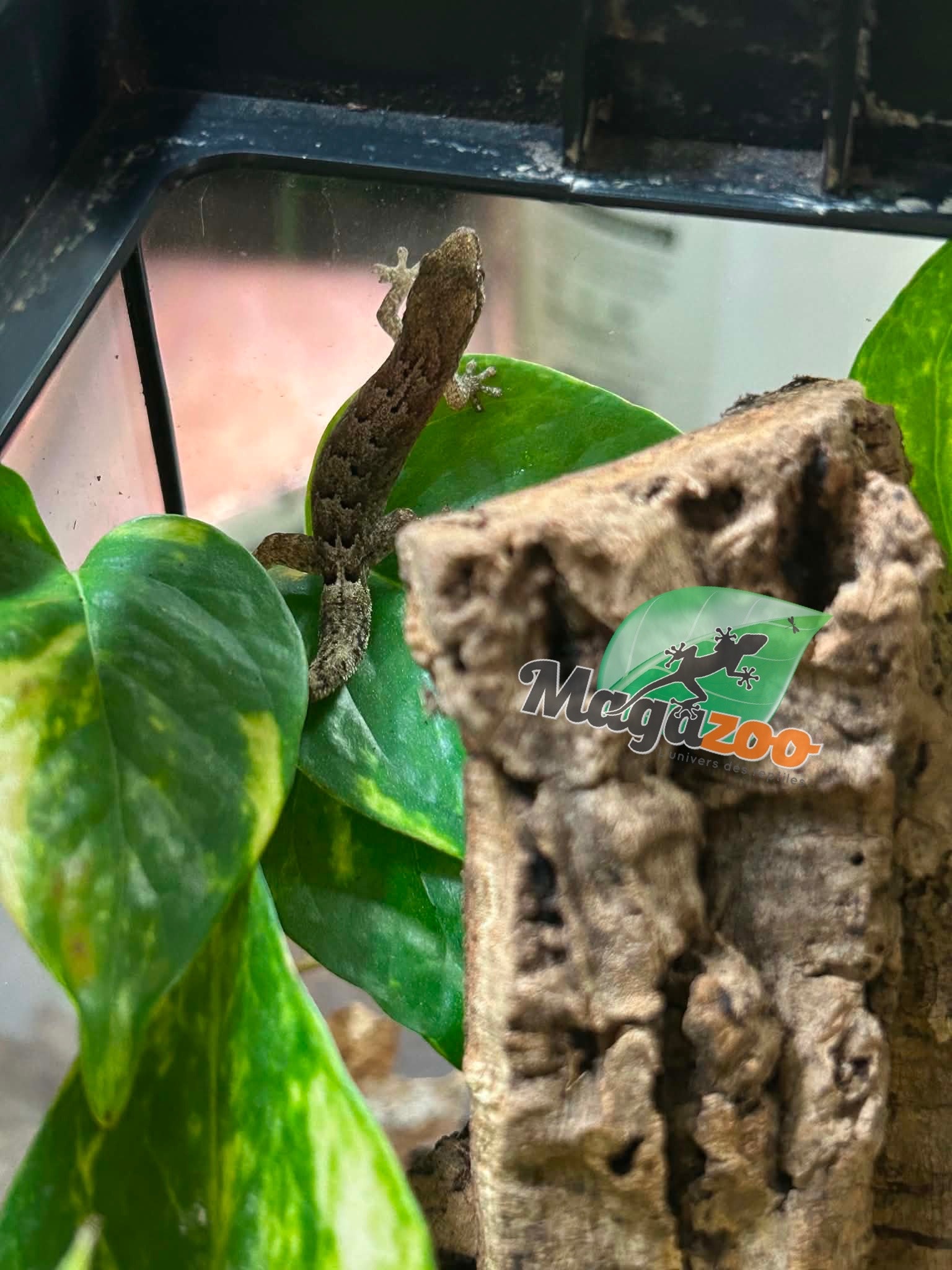 Magazoo Gecko nain / Mourning gecko (queue repoussée)