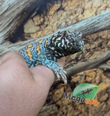 Magazoo Male Uromastyx ornata 6 years old (Captive Born)