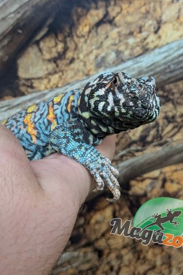 Magazoo Male Uromastyx ornata 6 years old (Captive Born)