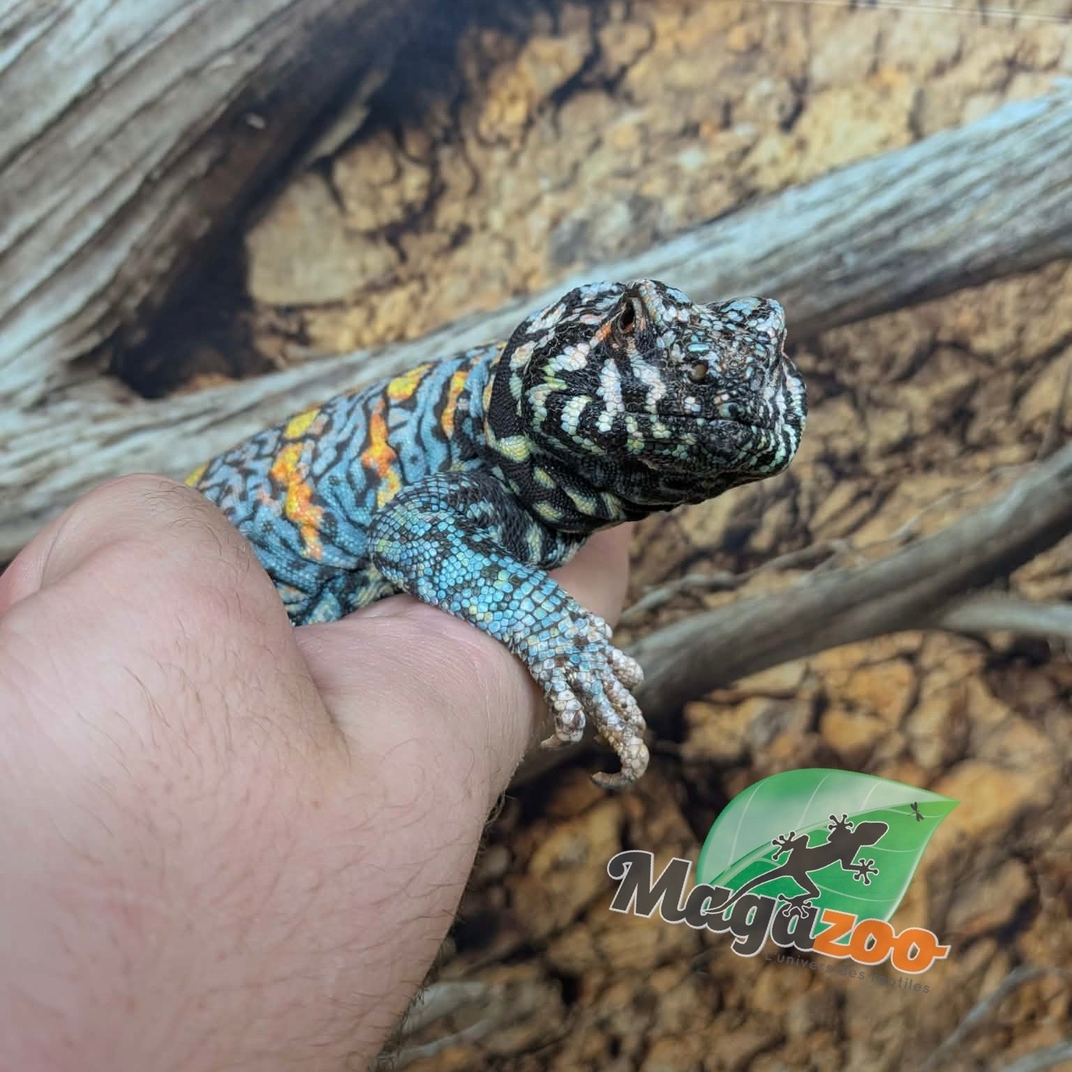 Magazoo Uromastyx Ornata Mâle 6 ans (né en captivité)