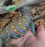 Magazoo Male Uromastyx ornata 6 years old (Captive Born)