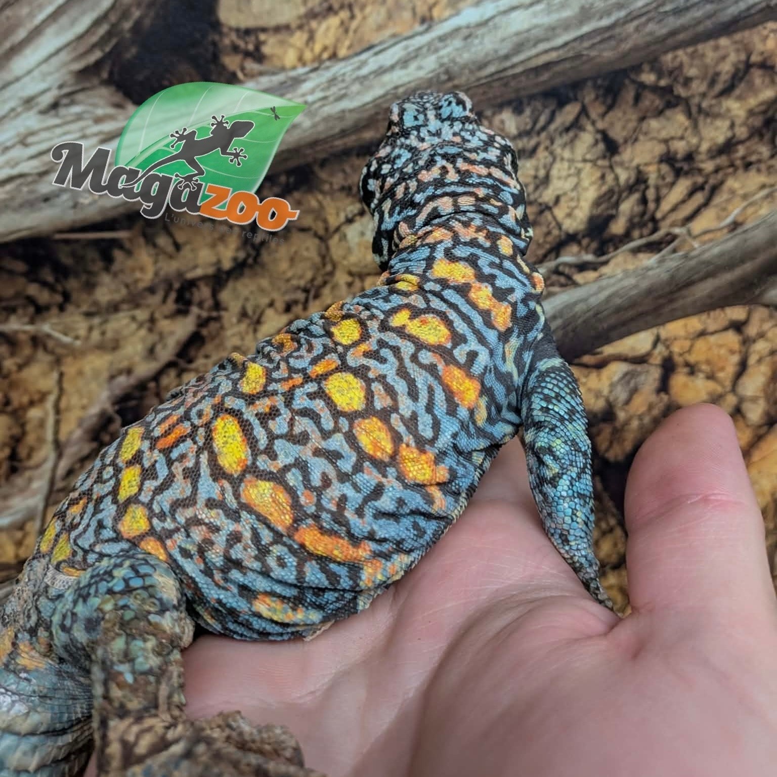Magazoo Male Uromastyx ornata 6 years old (Captive Born)