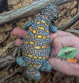 Magazoo Uromastyx Ornata Mâle 6 ans (né en captivité)