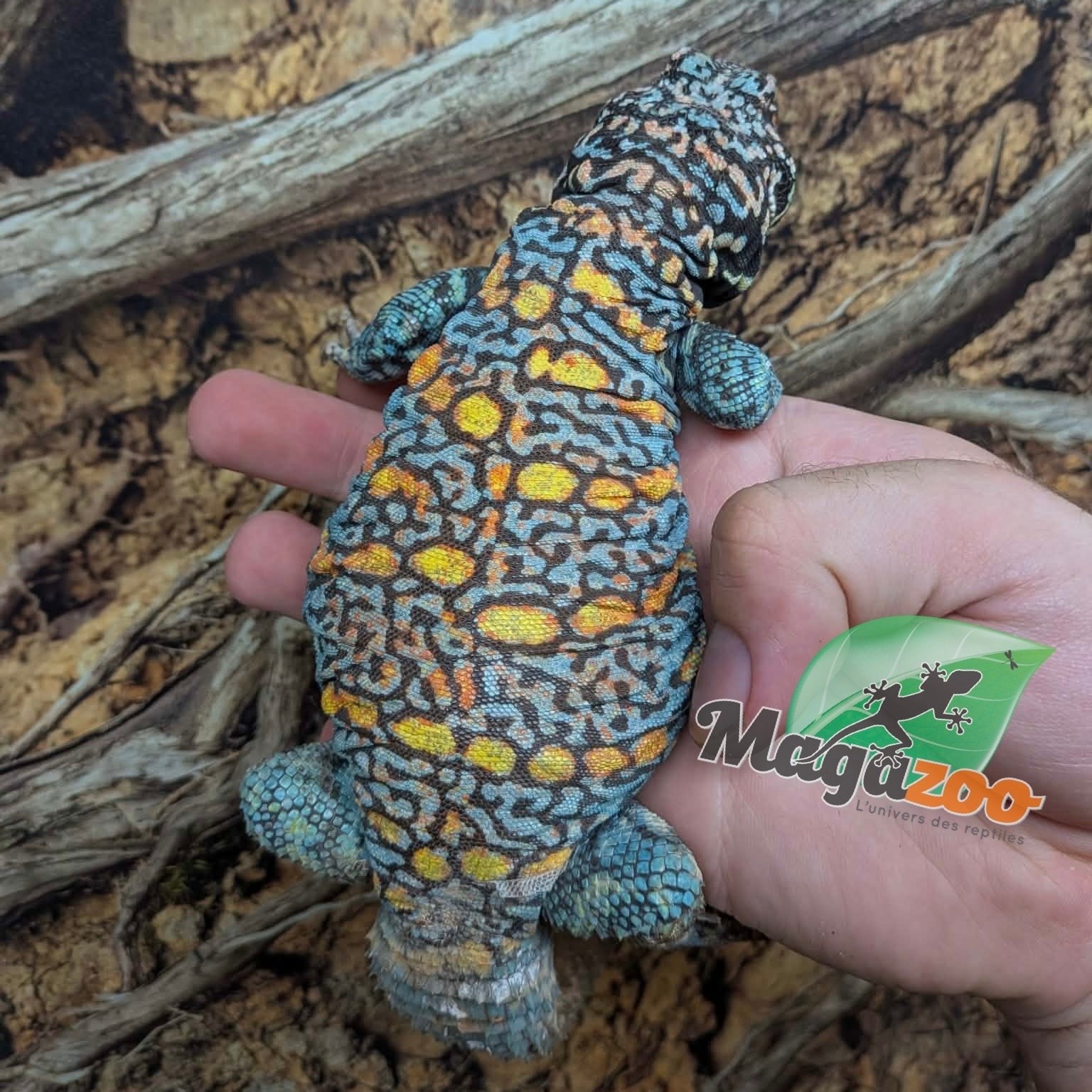 Magazoo Male Uromastyx ornata 6 years old (Captive Born)