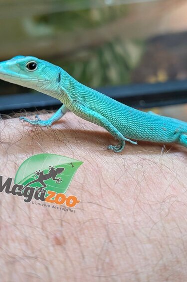 Magazoo Baby Green keel-bellied lizard (Gastropholis prasina) June 3, 2026
