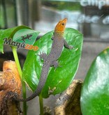 Magazoo Gecko Sphaerodactylus rosaurae 'High Red' Mâle