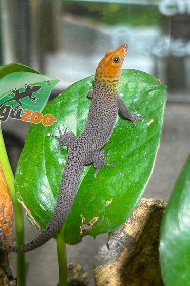 Magazoo Male 'High Red' Ocellated gecko