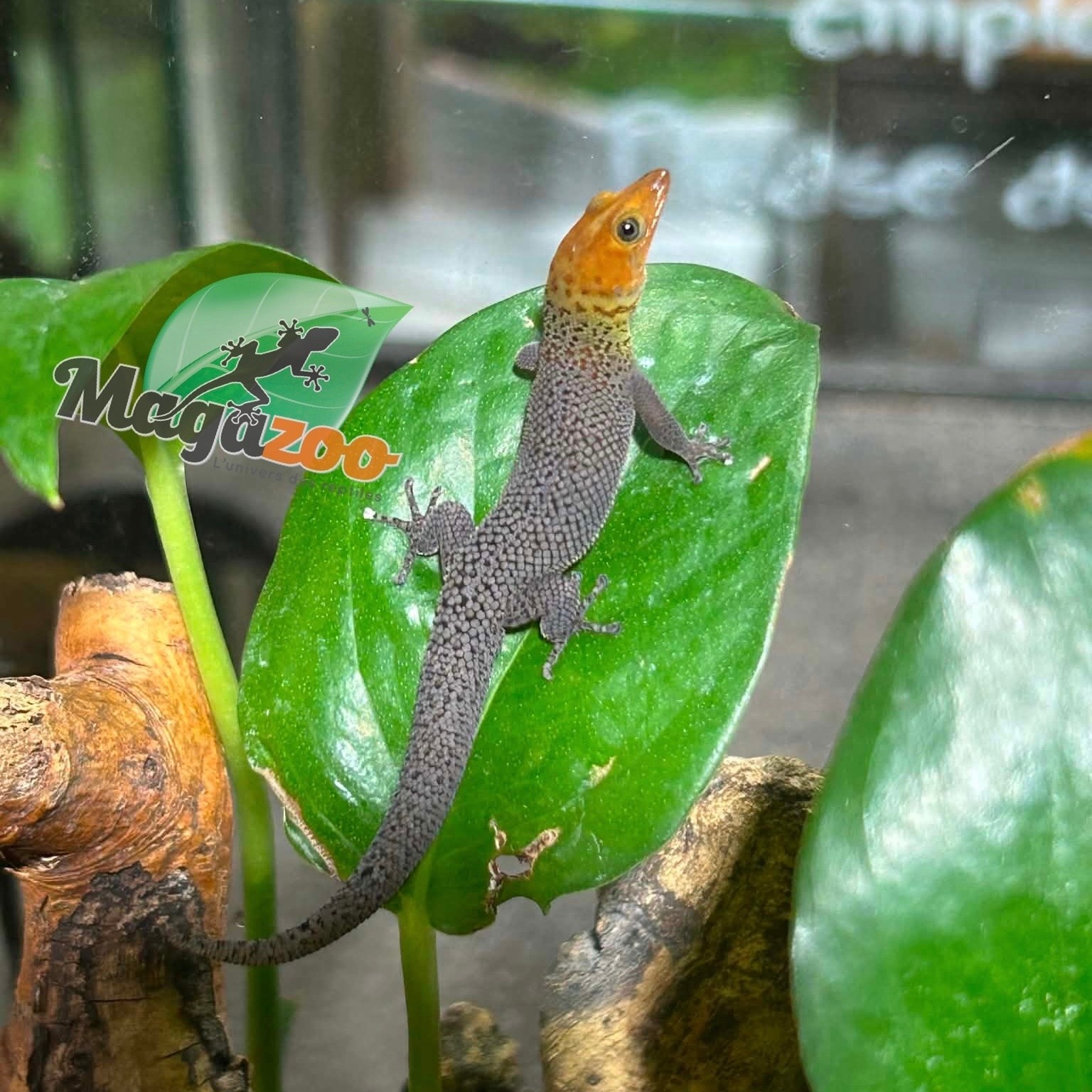 Magazoo Gecko Sphaerodactylus rosaurae 'High Red' Mâle