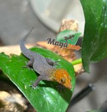 Magazoo Male 'High Red' Ocellated gecko