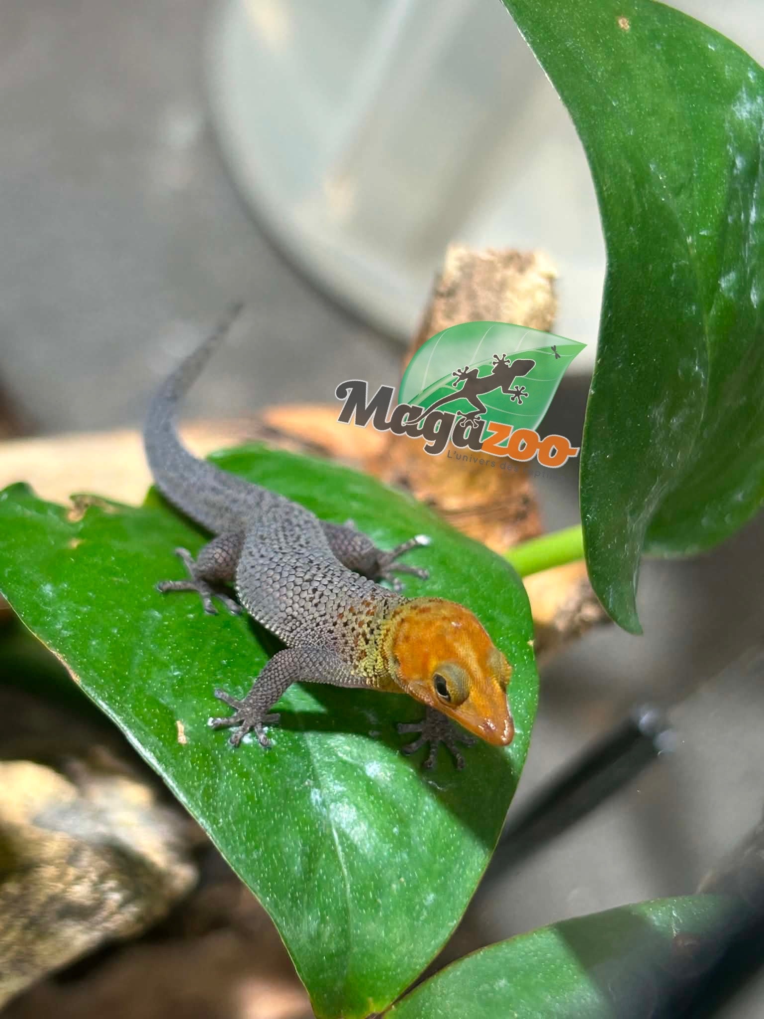 Magazoo Gecko Sphaerodactylus rosaurae 'High Red' Mâle